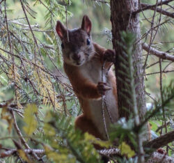 Squirrel - Deposit Photos